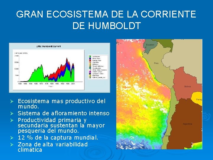 GRAN ECOSISTEMA DE LA CORRIENTE DE HUMBOLDT Ø Ø Ø Ecosistema mas productivo del