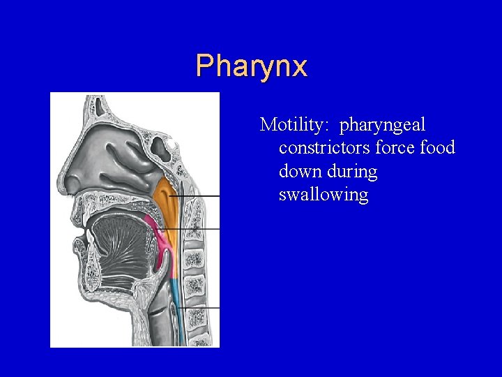Pharynx Motility: pharyngeal constrictors force food down during swallowing 