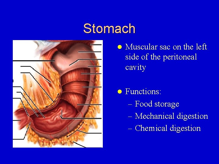 Stomach l Muscular sac on the left side of the peritoneal cavity l Functions: