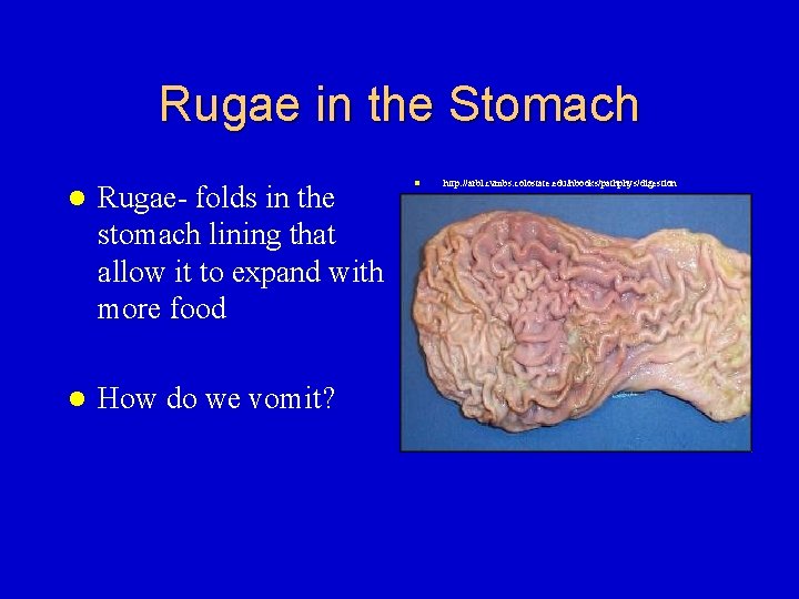 Rugae in the Stomach l Rugae- folds in the stomach lining that allow it