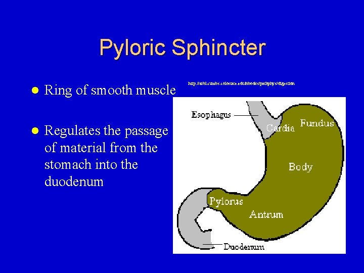 Pyloric Sphincter l Ring of smooth muscle l Regulates the passage of material from