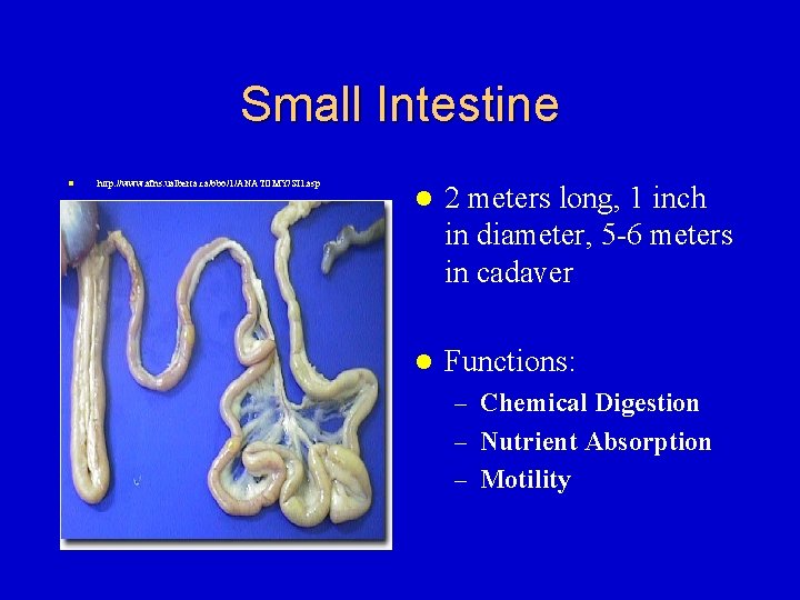 Small Intestine l http: //www. afns. ualberta. ca/bbo/1/ANATOMY/SI 1. asp l 2 meters long,