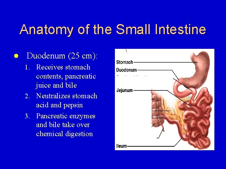 Anatomy of the Small Intestine l Duodenum (25 cm): 1. Receives stomach contents, pancreatic