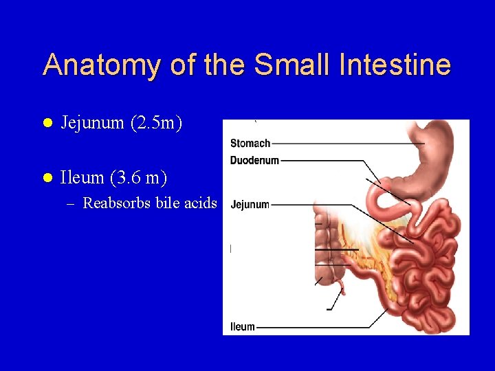 Anatomy of the Small Intestine l Jejunum (2. 5 m) l Ileum (3. 6