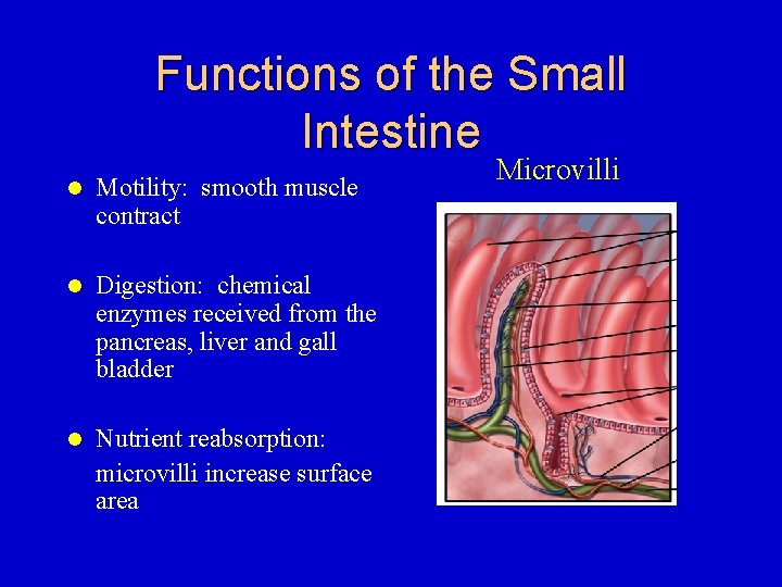 Functions of the Small Intestine l Motility: smooth muscle contract l Digestion: chemical enzymes
