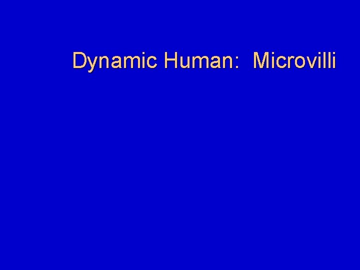 Dynamic Human: Microvilli 