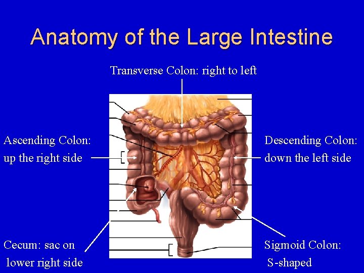 Anatomy of the Large Intestine Transverse Colon: right to left Ascending Colon: up the