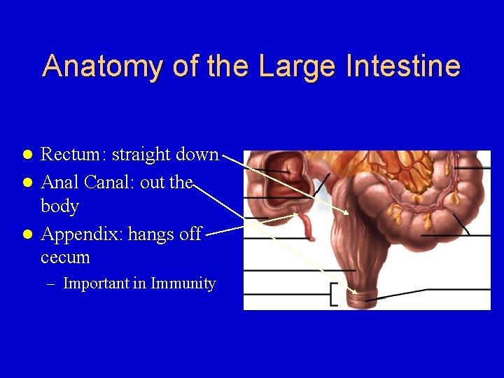 Anatomy of the Large Intestine Rectum: straight down l Anal Canal: out the body
