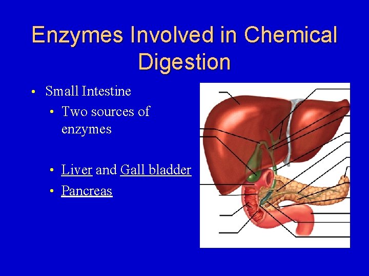 Enzymes Involved in Chemical Digestion • Small Intestine • Two sources of enzymes •
