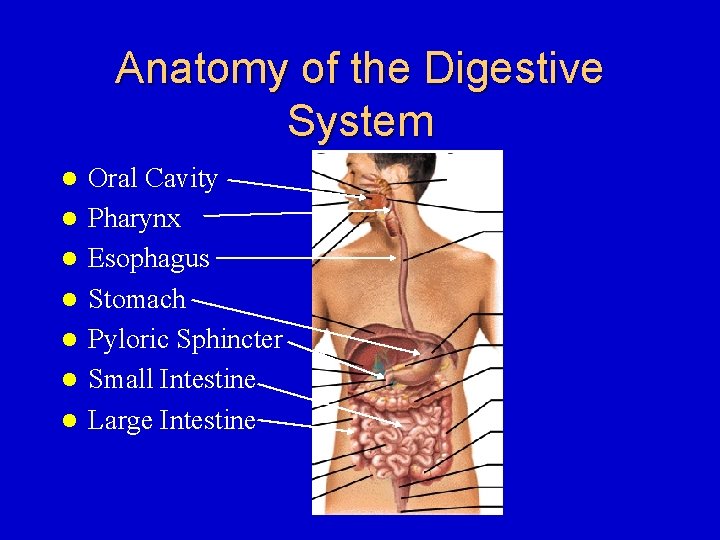 Anatomy of the Digestive System l l l l Oral Cavity Pharynx Esophagus Stomach
