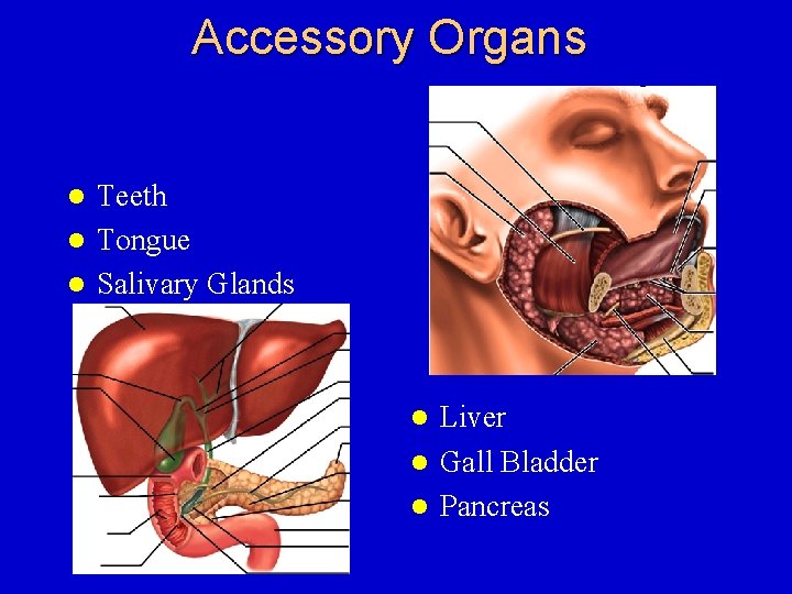 Accessory Organs Teeth l Tongue l Salivary Glands l Liver l Gall Bladder l