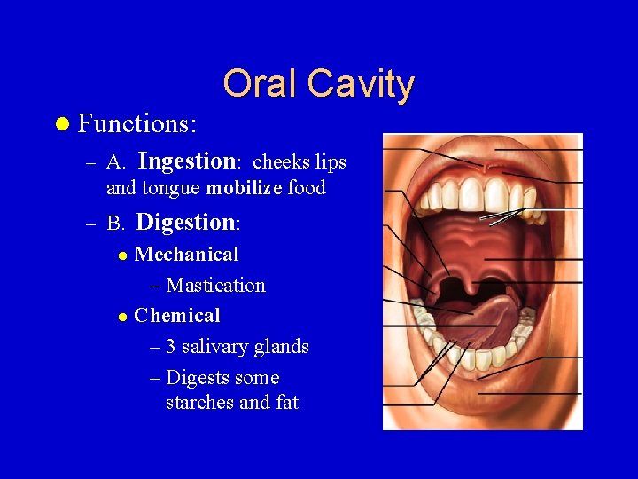 l Functions: – A. Oral Cavity Ingestion: cheeks lips and tongue mobilize food –