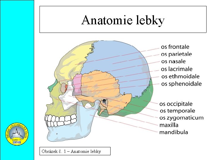 Anatomie lebky Obrázek č. 1 – Anatomie lebky 
