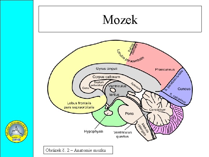 Mozek Obrázek č. 2 – Anatomie mozku 