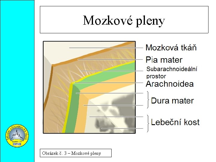 Mozkové pleny Obrázek č. 3 – Mozkové pleny 