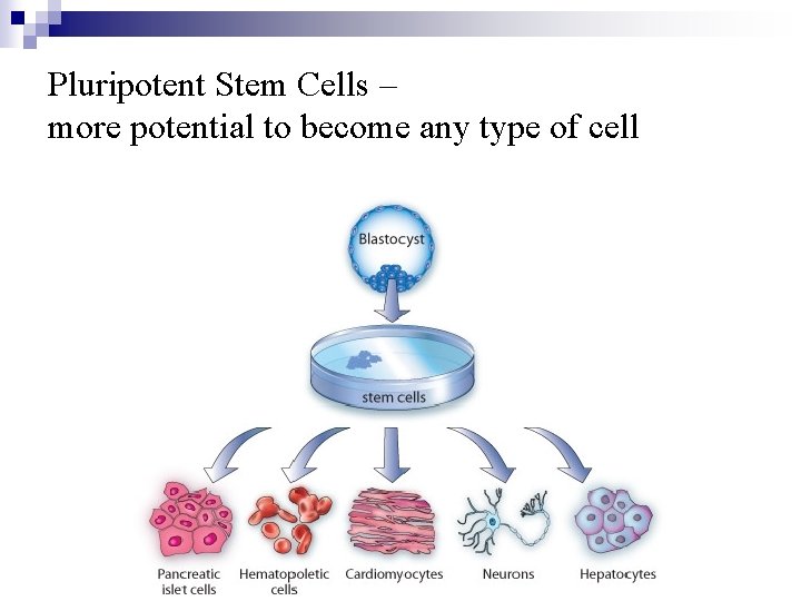 Pluripotent Stem Cells – more potential to become any type of cell 