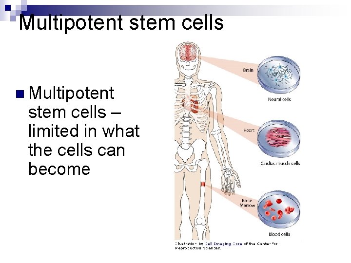 Multipotent stem cells n Multipotent stem cells – limited in what the cells can