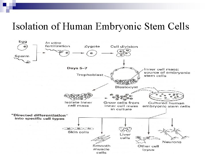 Isolation of Human Embryonic Stem Cells 