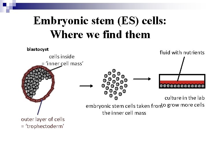 Embryonic stem (ES) cells: Where we find them blastocyst cells inside = ‘inner cell