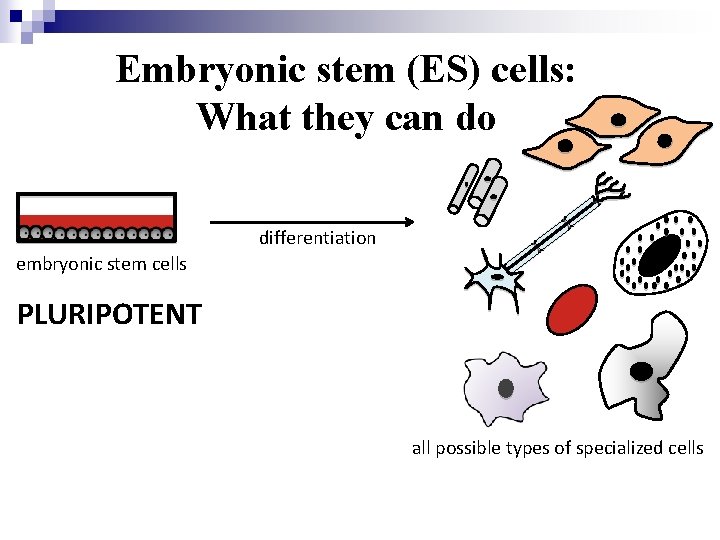 Embryonic stem (ES) cells: What they can do differentiation embryonic stem cells PLURIPOTENT all