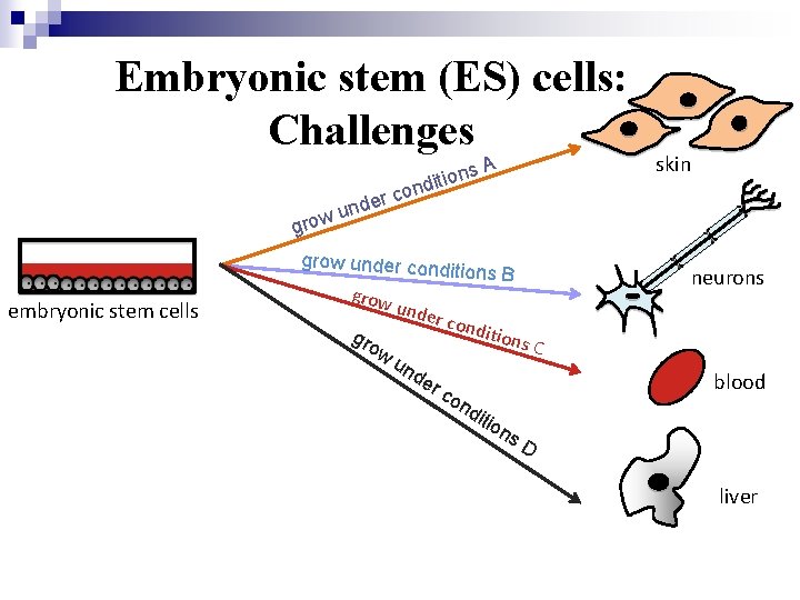 Embryonic stem (ES) cells: Challenges grow er und ns o i t i nd