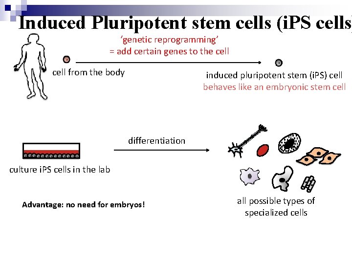 Induced Pluripotent stem cells (i. PS cells) ‘genetic reprogramming’ = add certain genes to