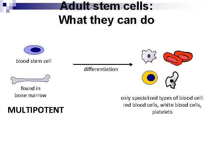 Adult stem cells: What they can do blood stem cell differentiation found in bone