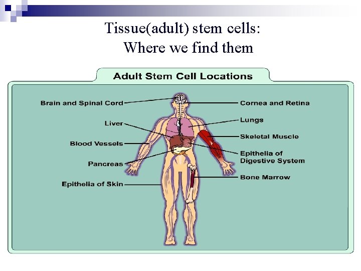  Tissue(adult) stem cells: Where we find them 