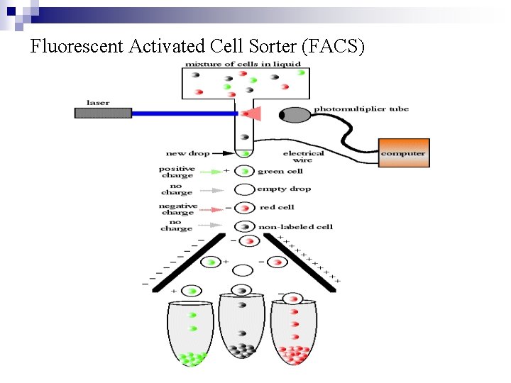Fluorescent Activated Cell Sorter (FACS) 