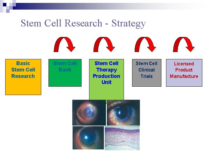 Stem Cell Research - Strategy Basic Stem Cell Research Stem Cell Bank Stem Cell