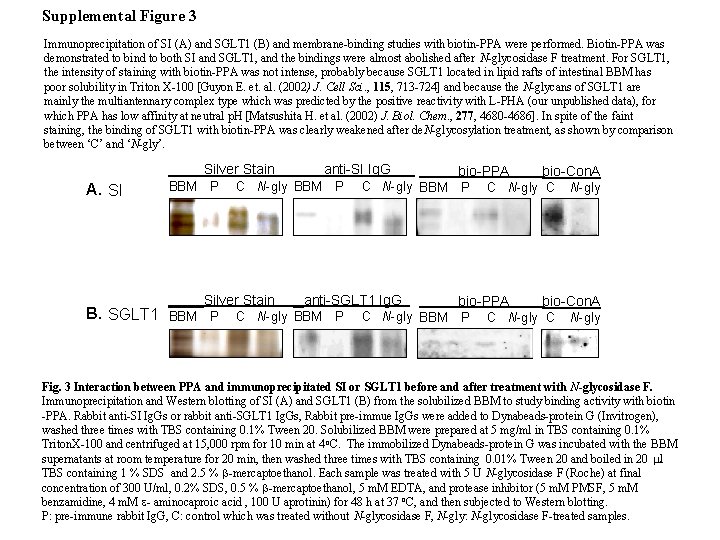 Supplemental Figure 3 Immunoprecipitation of SI (A) and SGLT 1 (B) and membrane-binding studies