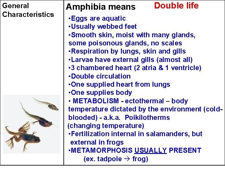 General Characteristics Amphibia means Double life • Eggs are aquatic • Usually webbed feet