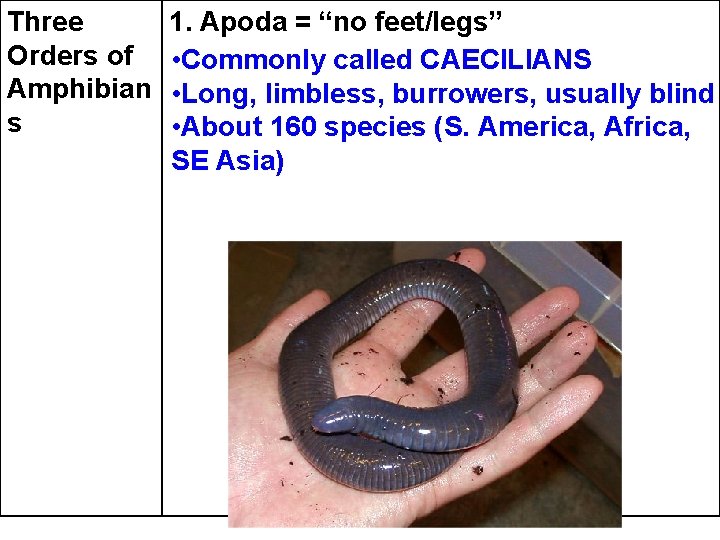 Three Orders of Amphibian s 1. Apoda = “no feet/legs” • Commonly called CAECILIANS