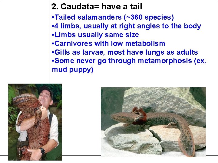 2. Caudata= have a tail • Tailed salamanders (~360 species) • 4 limbs, usually