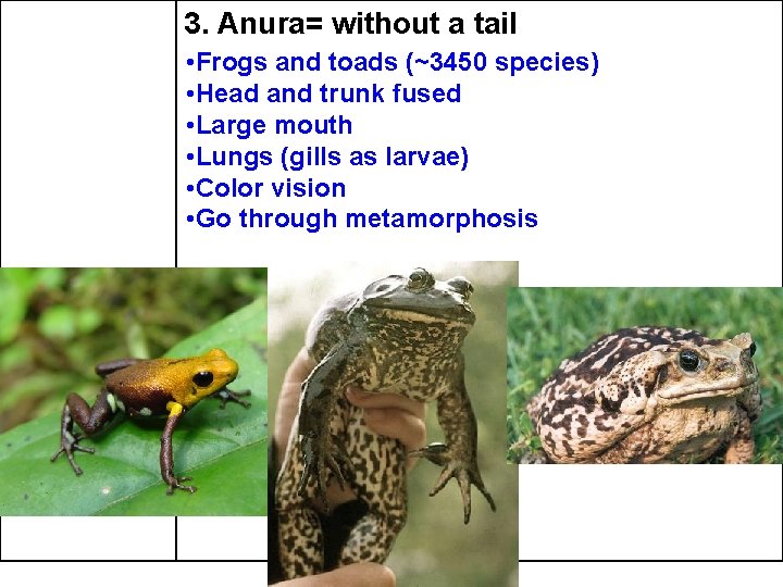 3. Anura= without a tail • Frogs and toads (~3450 species) • Head and