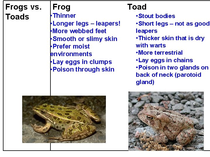 Frogs vs. Toads Frog • Thinner • Longer legs – leapers! • More webbed