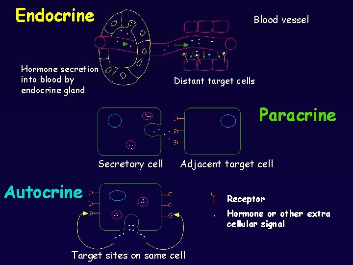 Endocrine Blood vessel Hormone secretion into blood by endocrine gland Distant target cells Paracrine
