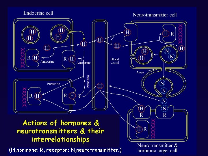 Actions of hormones & neurotransmitters & their interrelationships (H, hormone; R, receptor; N, neurotransmitter.