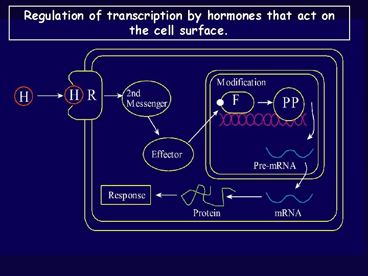 Regulation of transcription by hormones that act on the cell surface. 