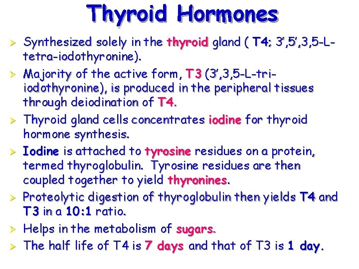 Thyroid Hormones Ø Ø Ø Ø Synthesized solely in the thyroid gland ( T
