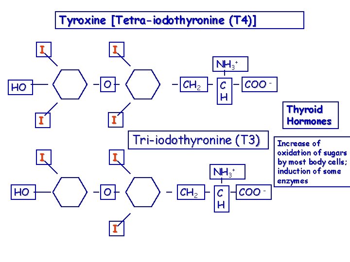 Tyroxine [Tetra-iodothyronine (T 4)] I I NH 3+ O HO I CH 2 C