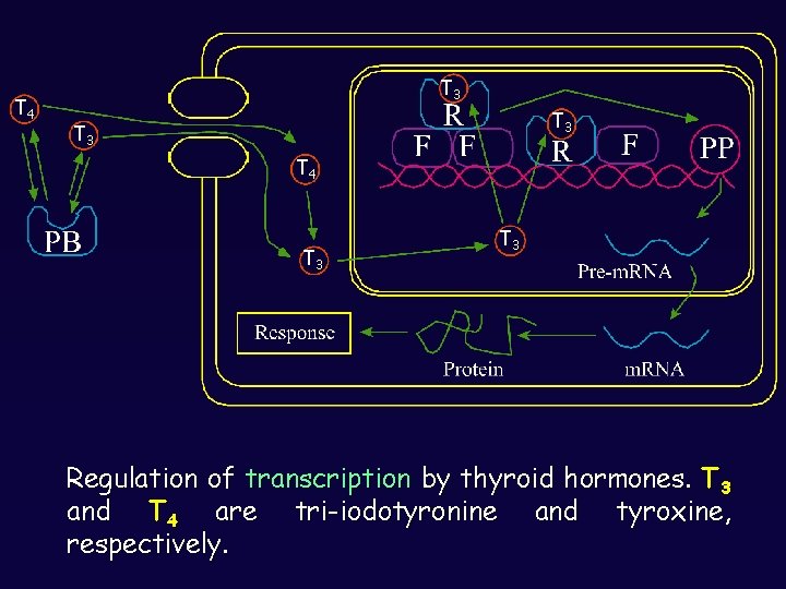 T 4 T 3 T 3 T 4 T 3 Regulation of transcription by