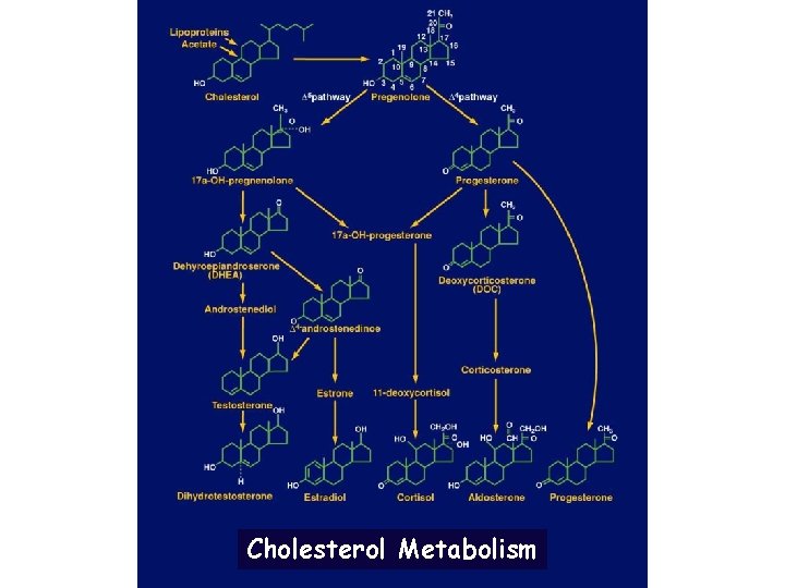 Cholesterol Metabolism 
