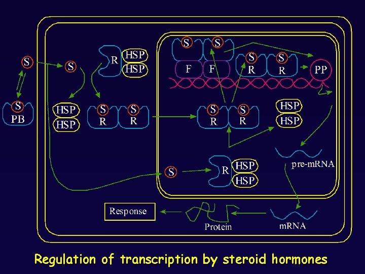 Regulation of transcription by steroid hormones 