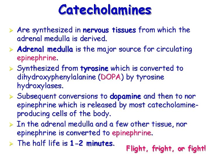 Catecholamines Ø Ø Ø Are synthesized in nervous tissues from which the adrenal medulla