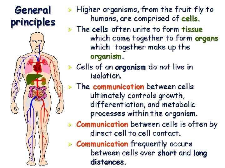 General principles Ø Ø Ø Higher organisms, from the fruit fly to humans, are