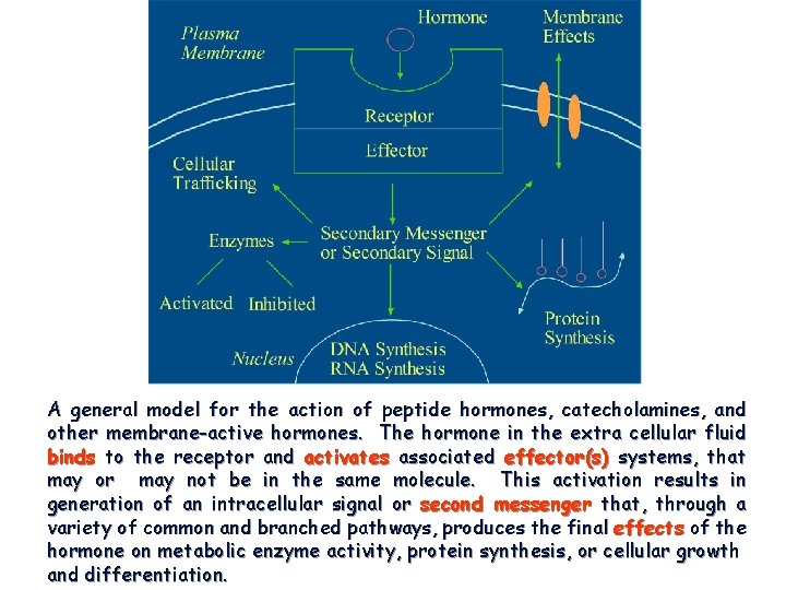 A general model for the action of peptide hormones, catecholamines, and other membrane-active hormones.