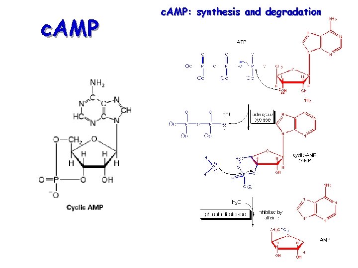 c. AMP: synthesis and degradation 