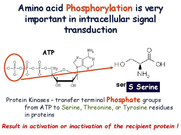 Amino acid Phosphorylation is very important in intracellular signal transduction ATP S Serine Protein