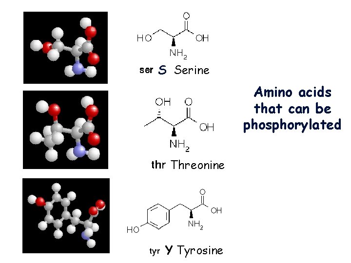 S Serine Amino acids that can be phosphorylated Threonine Y Tyrosine 